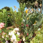 Madeira Blumen Madeira Blumen