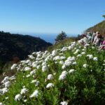 Madeira LevadaWanderung Madeira LevadaWanderung