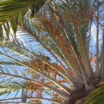 Palme Palme