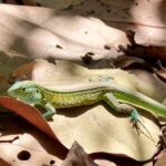 Echse, Salamander, Kolumbien Echse, Salamander, Kolumbien