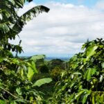 Kaffezone, Pflanze, Urwald, Grün Kaffezone, Pflanze, Urwald, Grün