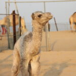 IMG 9514 IMG 9514